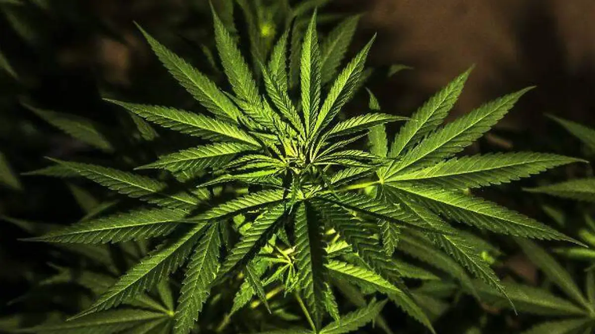 WhatsApp Image 2020-11-20 at 14.41.44