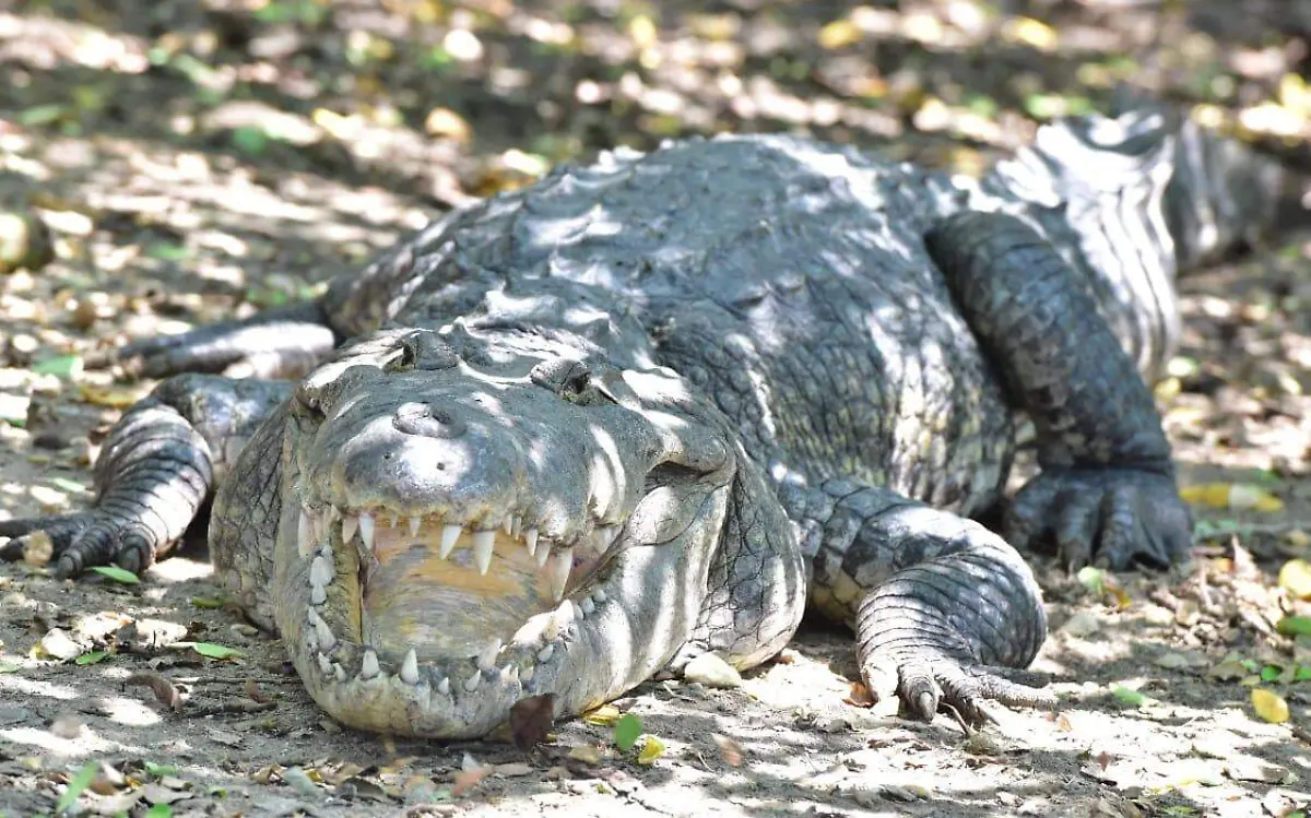 Cocodrilos de la laguna de Carpintero no se van