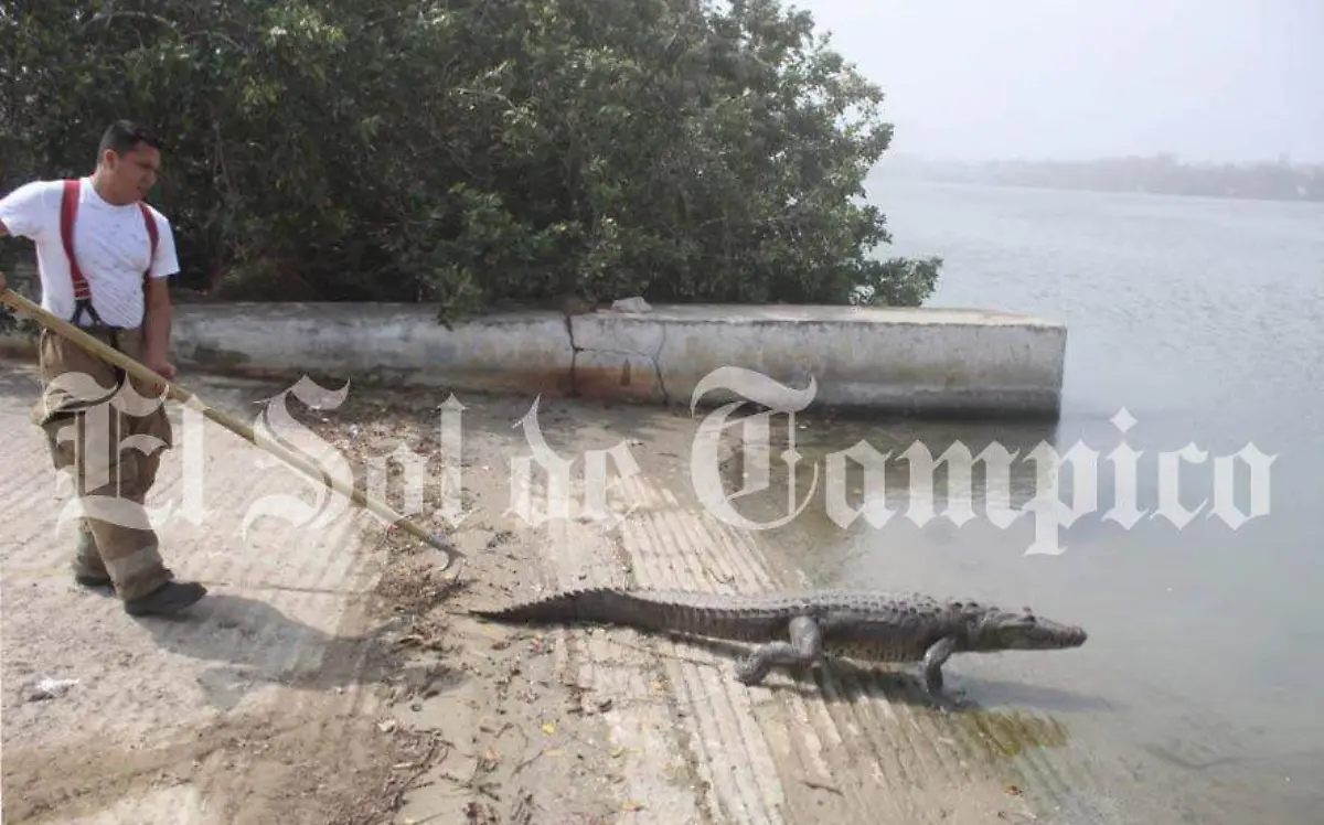 Capturan a cocodrilo en Tampico