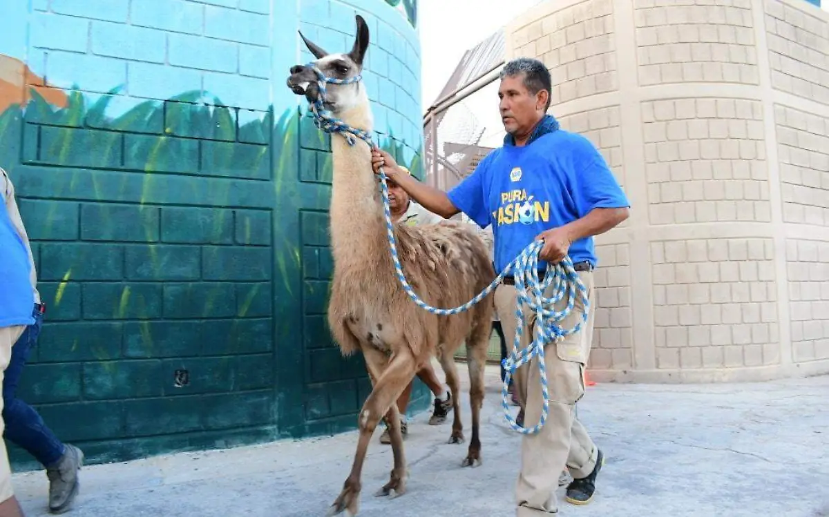 Zoológicos de Nuevo Laredo y Puebla acuerdan colaboración; intercambiarán animalitos