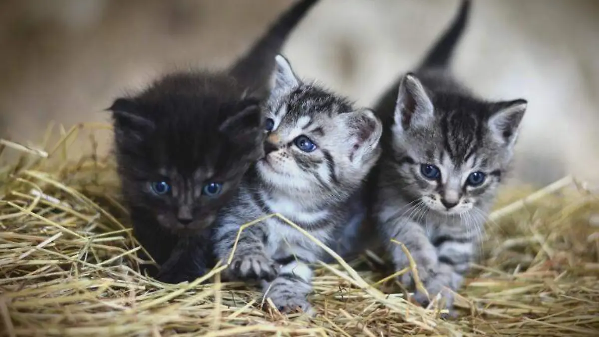 GATITOS
