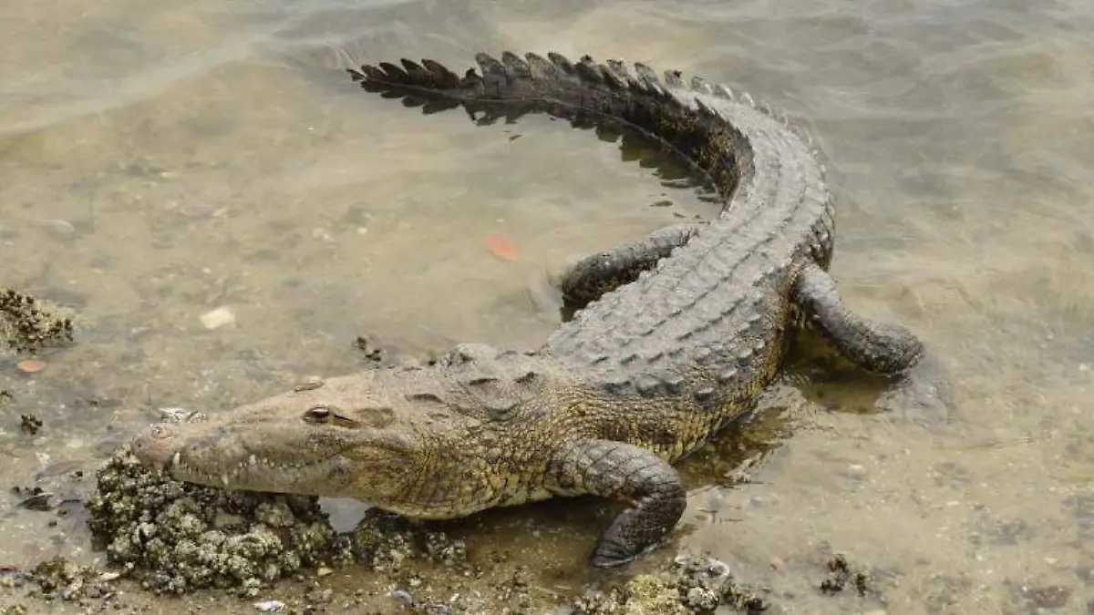 saurio