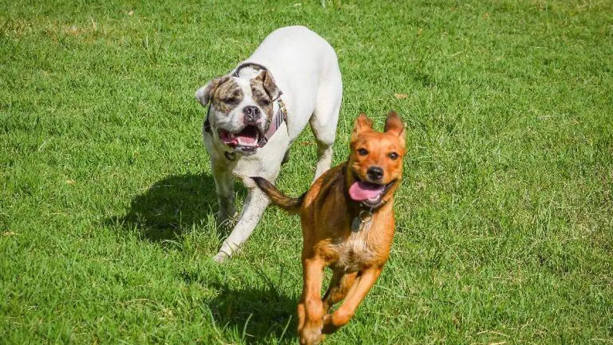 perritos