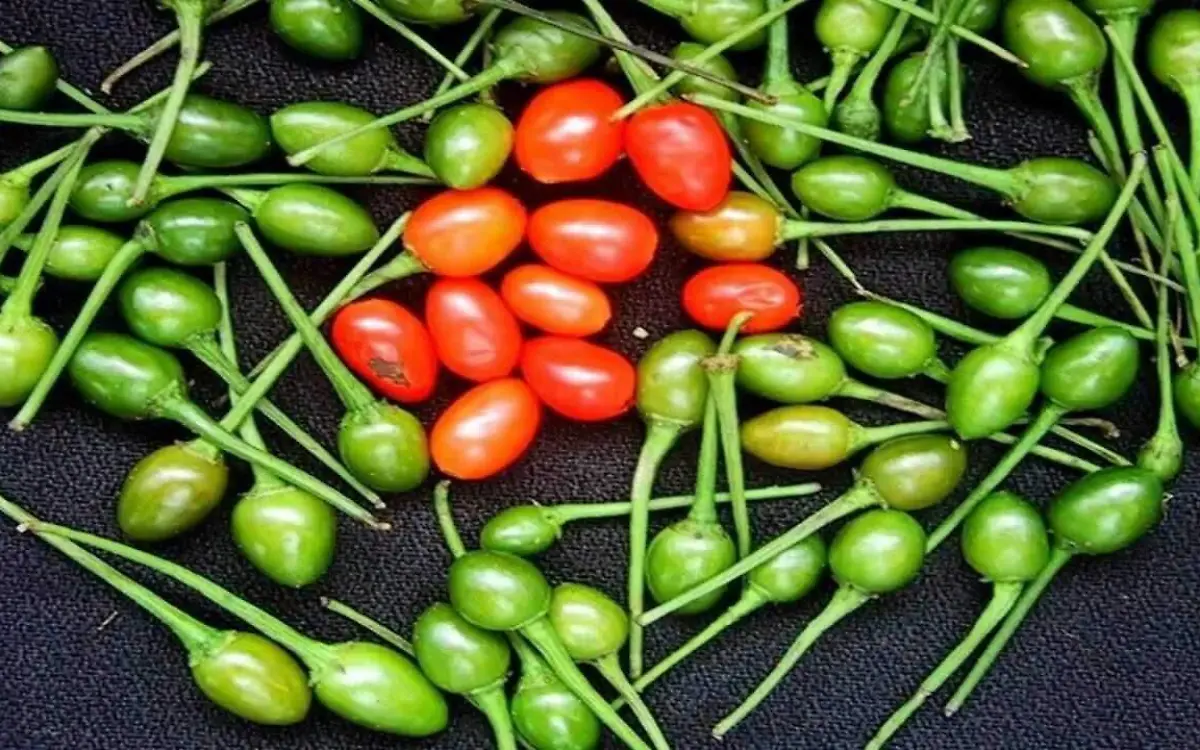 chiltepe