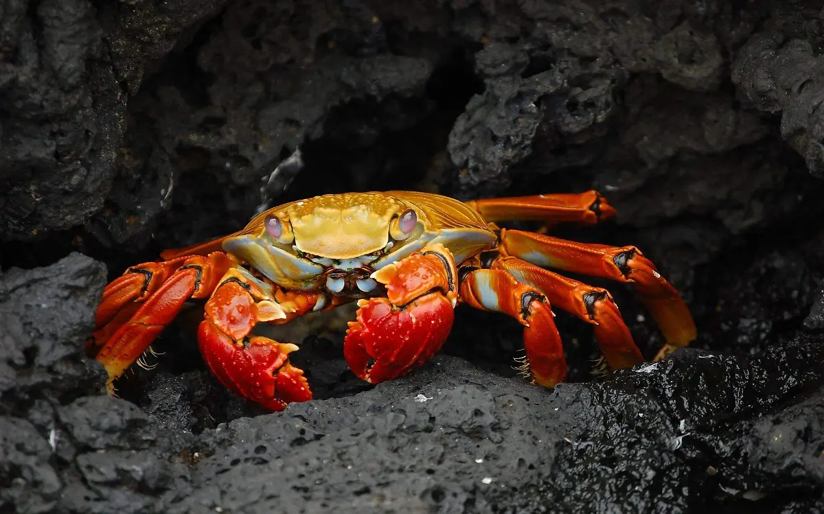 crab-gde9ddaa75_1920