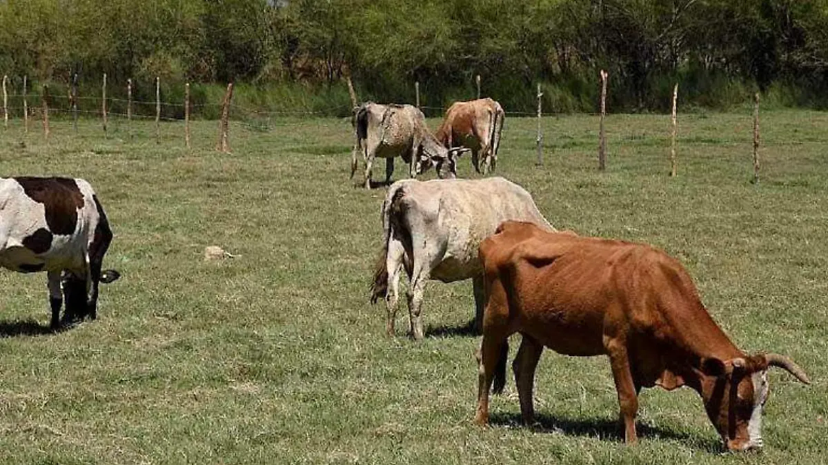 ganado