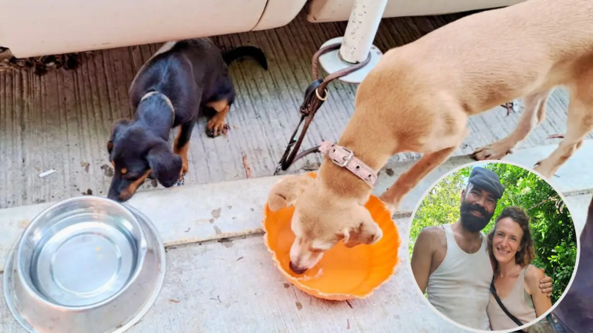 Europeos viajan a la Huasteca y 'conocen el amor', rescatan a familia de perritos