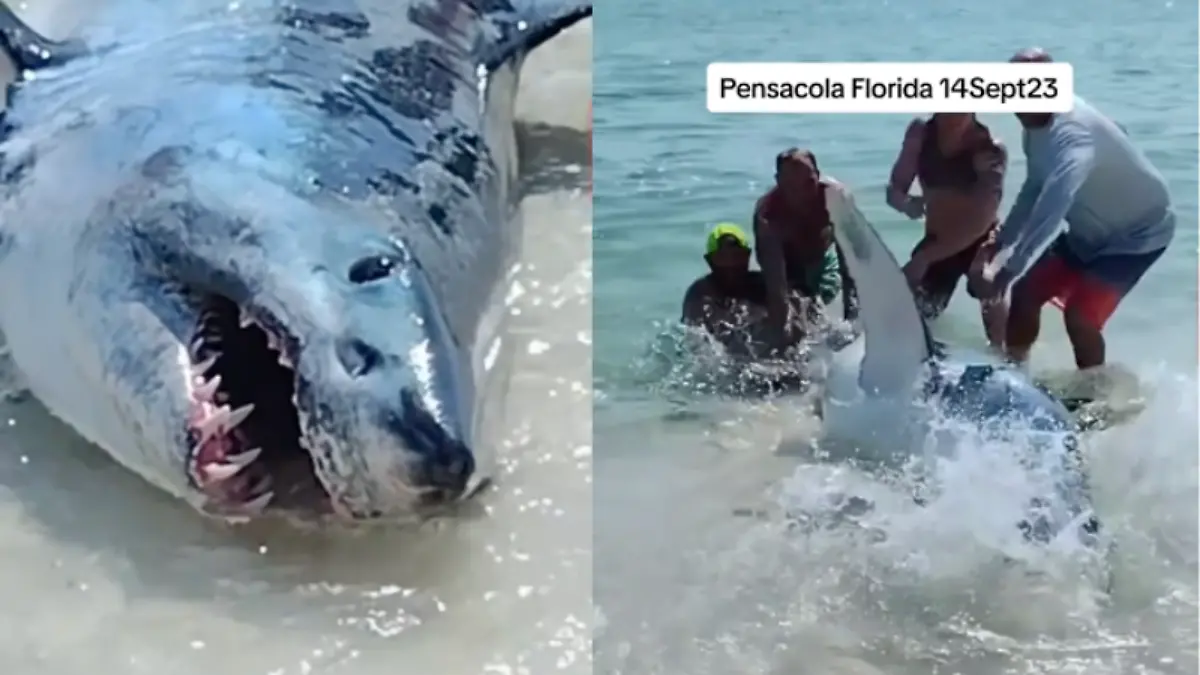 Cooperación entre especies