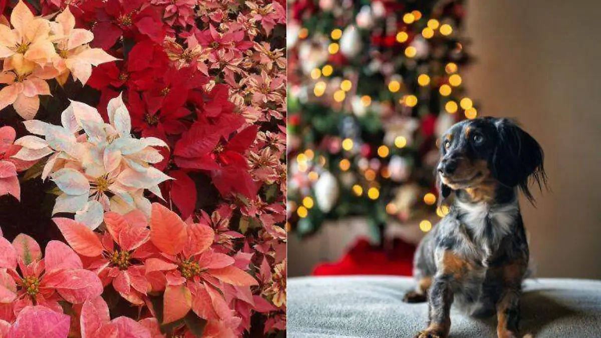 ¿La flor de nochebuena, peligrosa para los lomitos? Esto es lo que sabemos