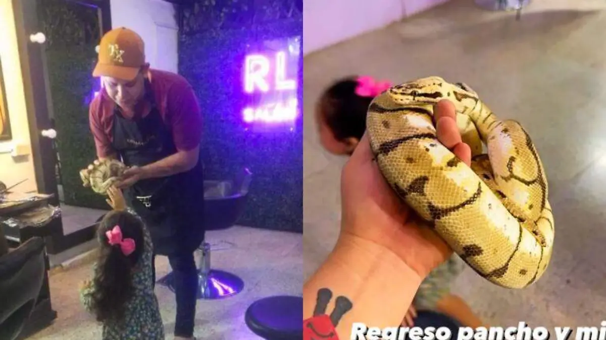 “Pancho”, la serpiente mascota que escapó en Tamaulipas, vuelve a casa dos meses después
