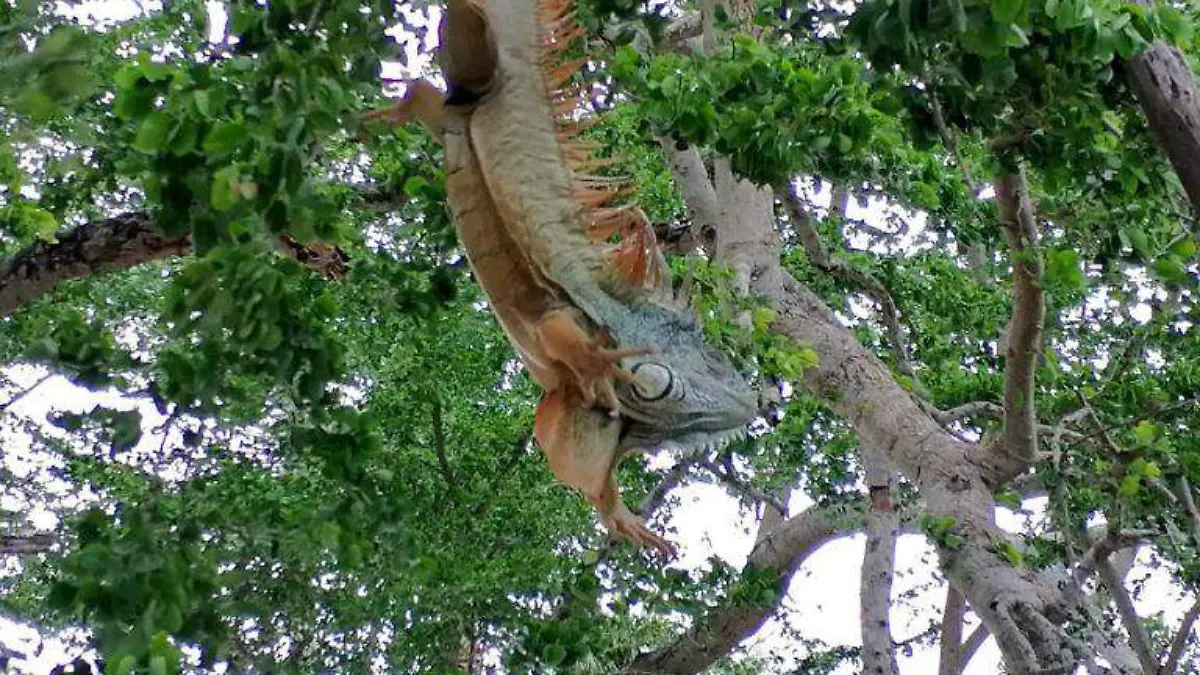 ¿Qué hacer si te encuentras una iguana congelada en la calle? Te explicamos