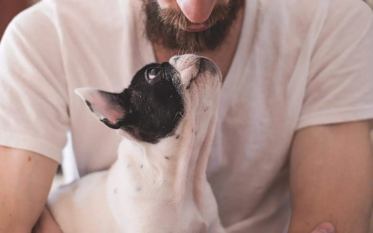 ¿Cómo hacer feliz a tu mascota? Nueve consejos para fomentar la calidad de vida