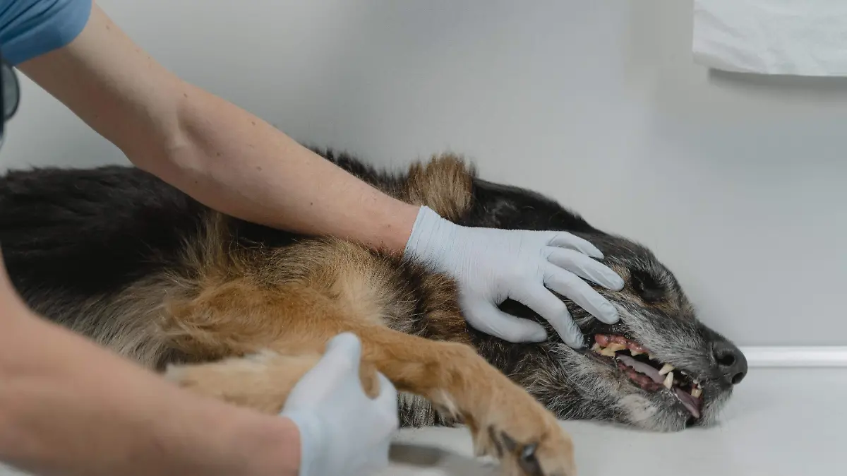 Enfermedades que pueden transmitir los animales, pueden ser por mordedura o arañazos 