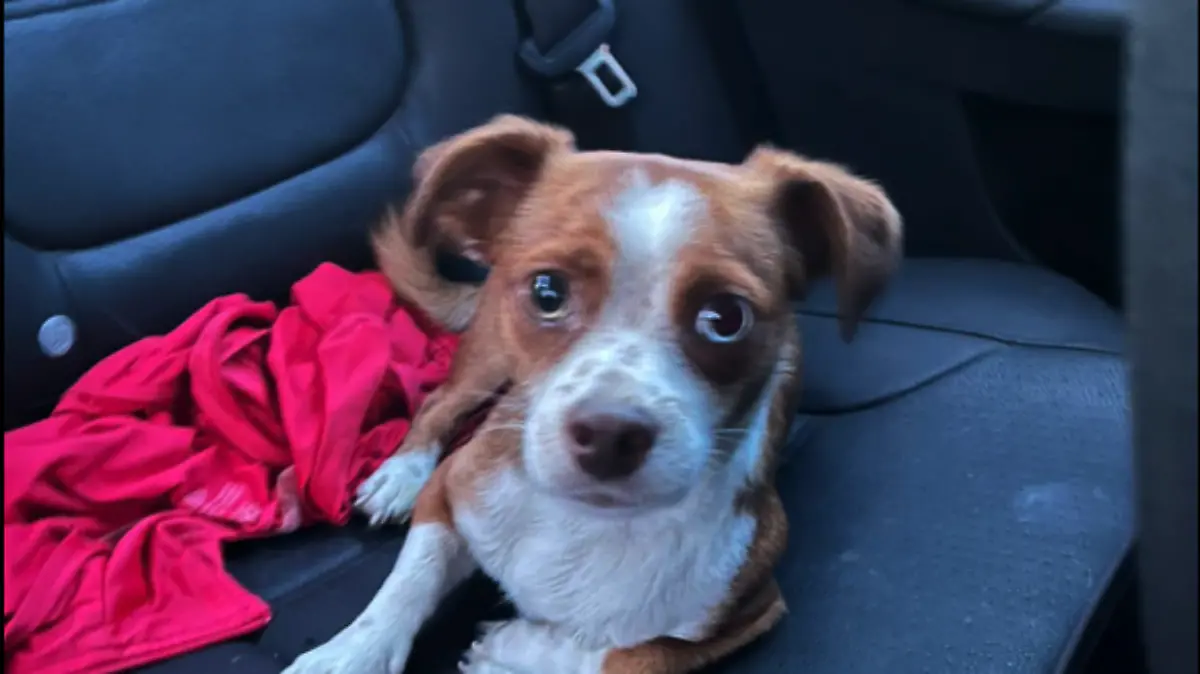 Perrito se echa a correr por peligrosa avenida, lo intentaban rescatar