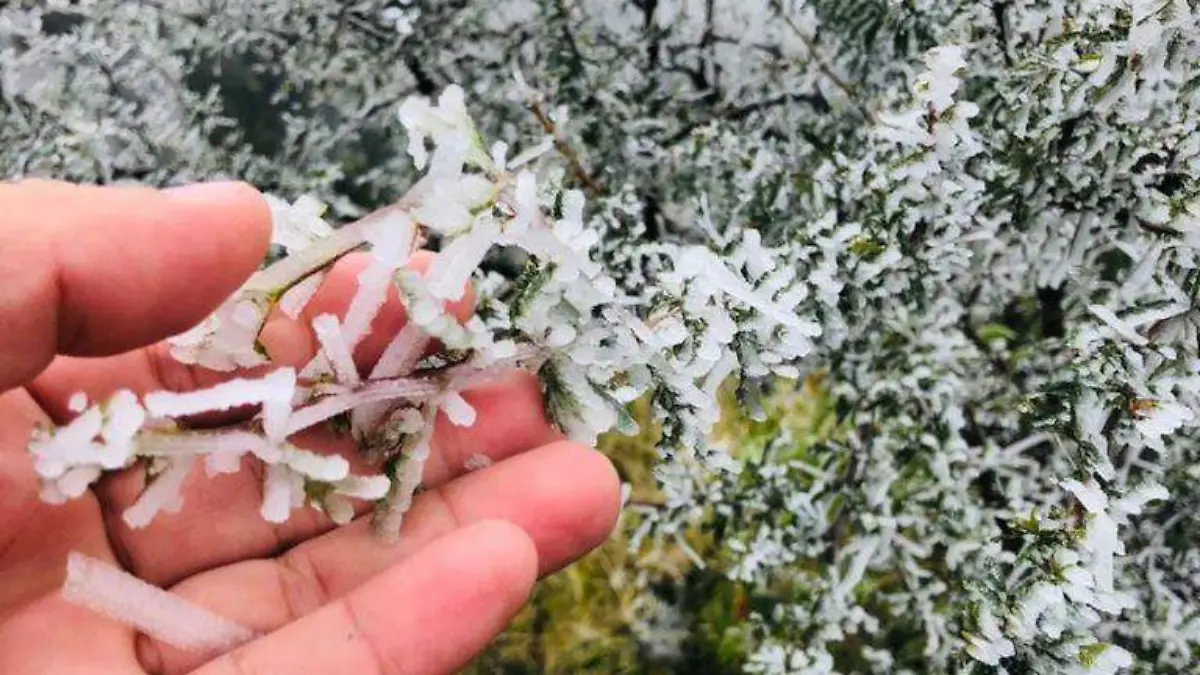 Cae nieve en Ciudad Victoria   las imágenes son espectaculares [Fotos]