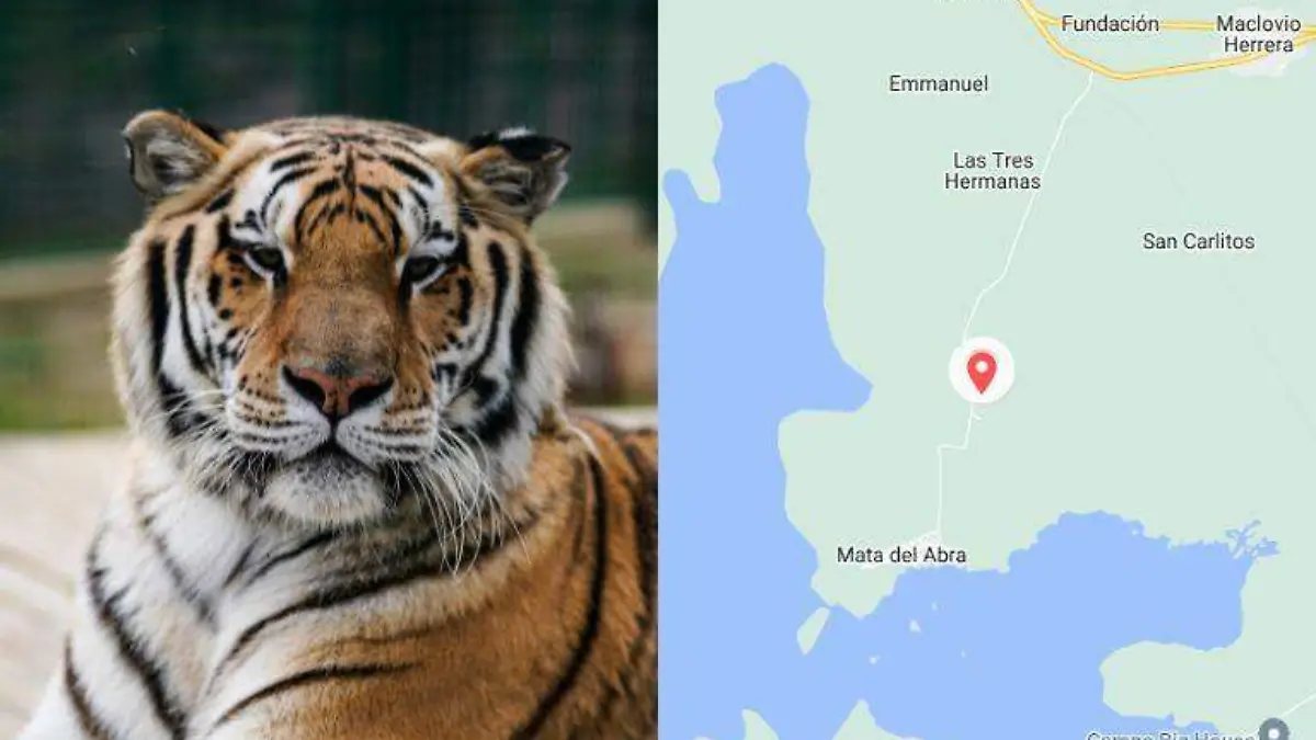 ¿Cómo llegar al Parque Safari Altamira? Aprovecha para conocer la vida silvestre