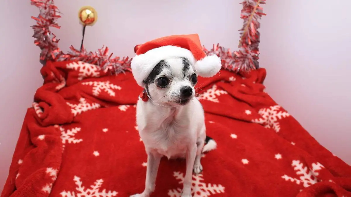 ¡Hasta los visten de Santa! Refuerzan campaña de adopción de mascotas