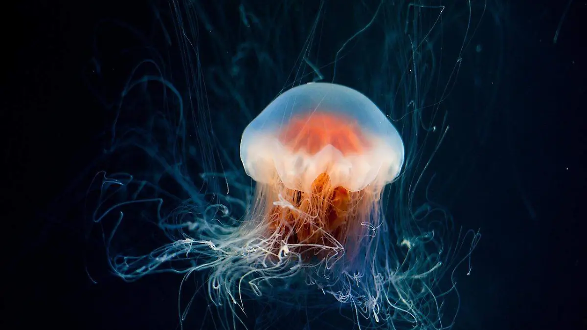 ¿Qué pasa si te pica una aguamala? Si eres atacado por una medusa te decimos cómo actuar 