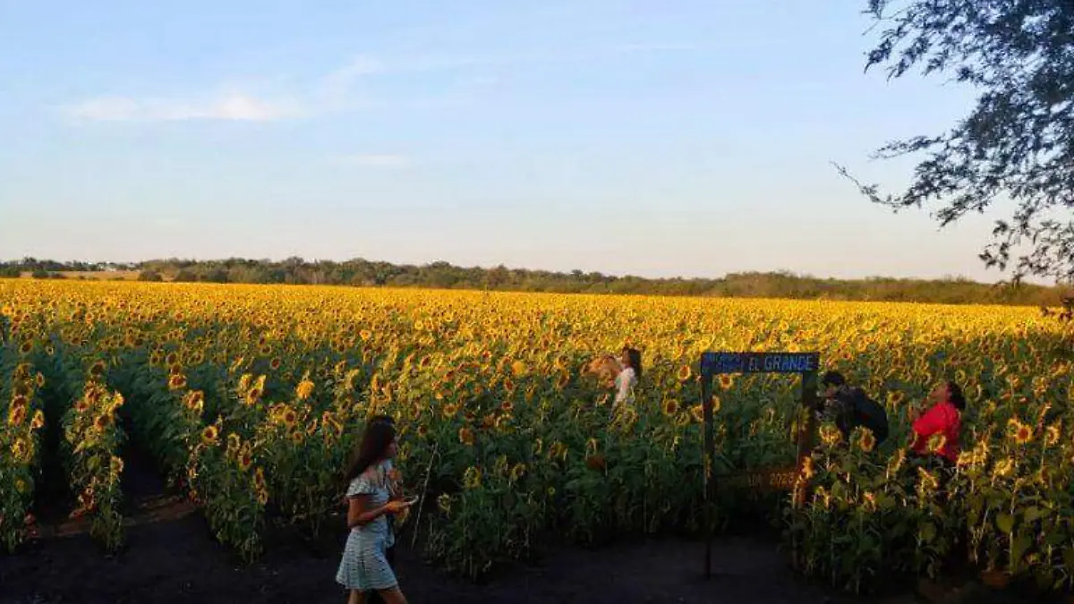 Conoce el campo con girasoles de hasta 2 metros de altura, ¡está en la huasteca!   