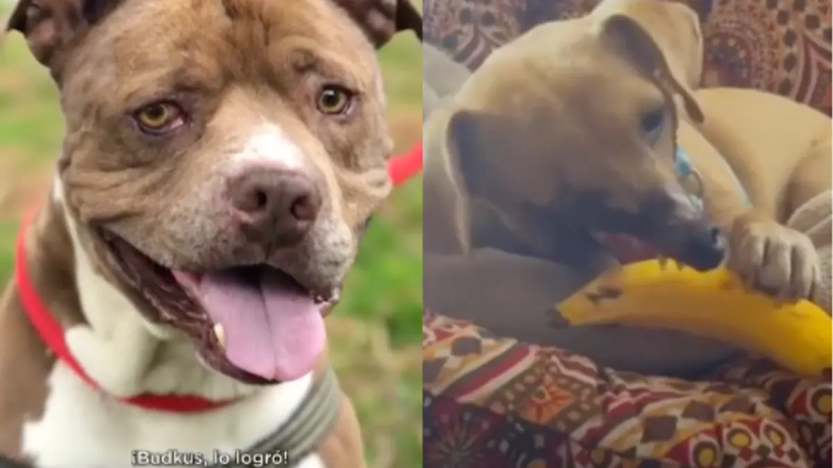 Budkus y Haddie, la historia de dos perritos torturados que sí tuvieron un final feliz