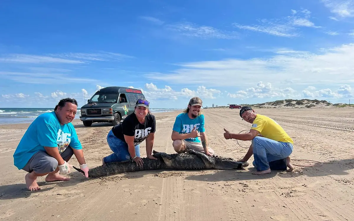 En Texas capturan a caimán en playa y es reubicado 
