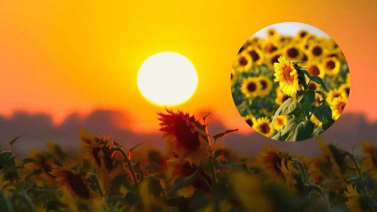 Tamuín también tiene su campo de girasoles así es el rancho Palma Sola 