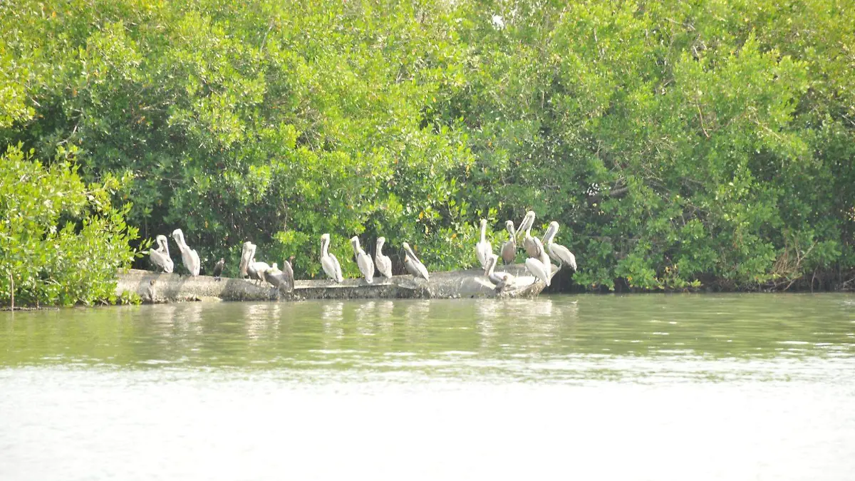 Crearán Parque Ecológico en la laguna Primero de Mayo, ¿qué tan cerca de Tampico?   