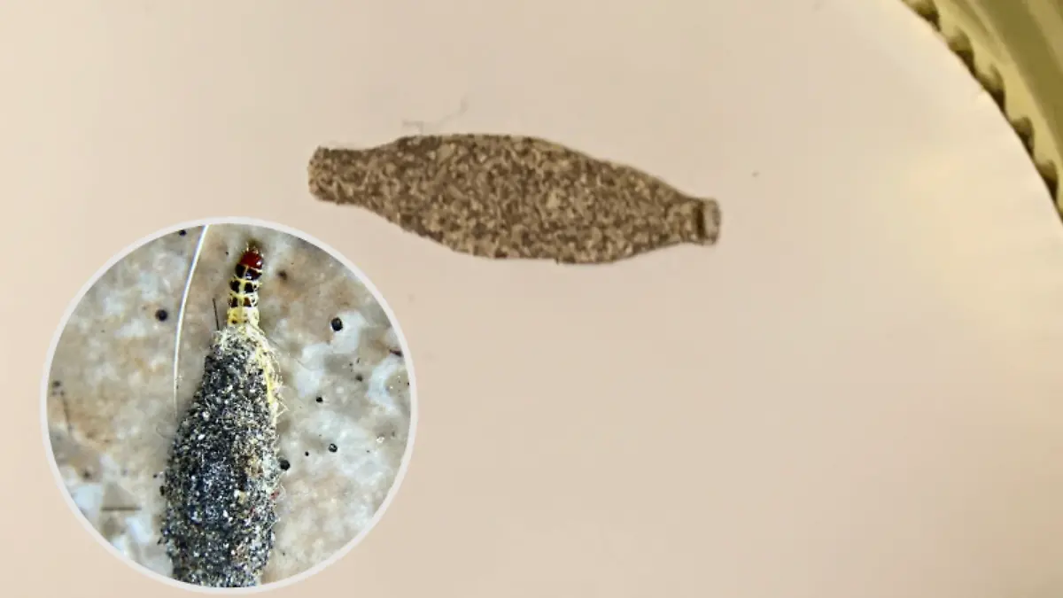 El verdadero riesgo del insecto que parece capullo y luce inofensivo, ¿lo has visto?