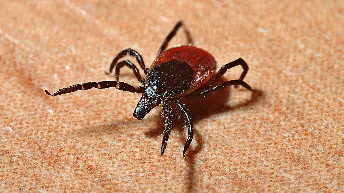 Alertan por una enfermedad que transmite la garrapata