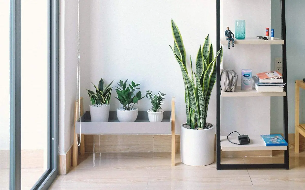 Tener plantas en tu hogar puede ayudar a regular la temperatura Pexels