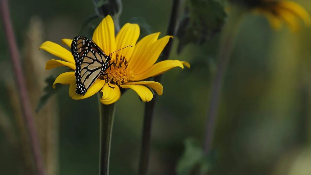 Jardín polinizador de Tamaulipas, refugio que preserva a pequeñas especies