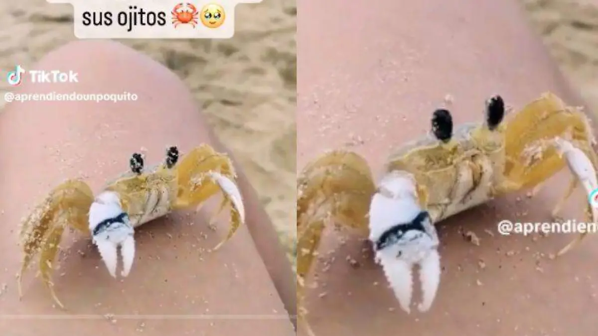 ¿Has visto cómo limpian las jaibas sus ojitos? Pon atención la próxima vez en playa Miramar [Video]
