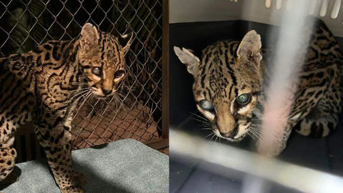 Ocelote ciega merodeaba casas en busca de comida,   así fue el rescate de 'Pepita'