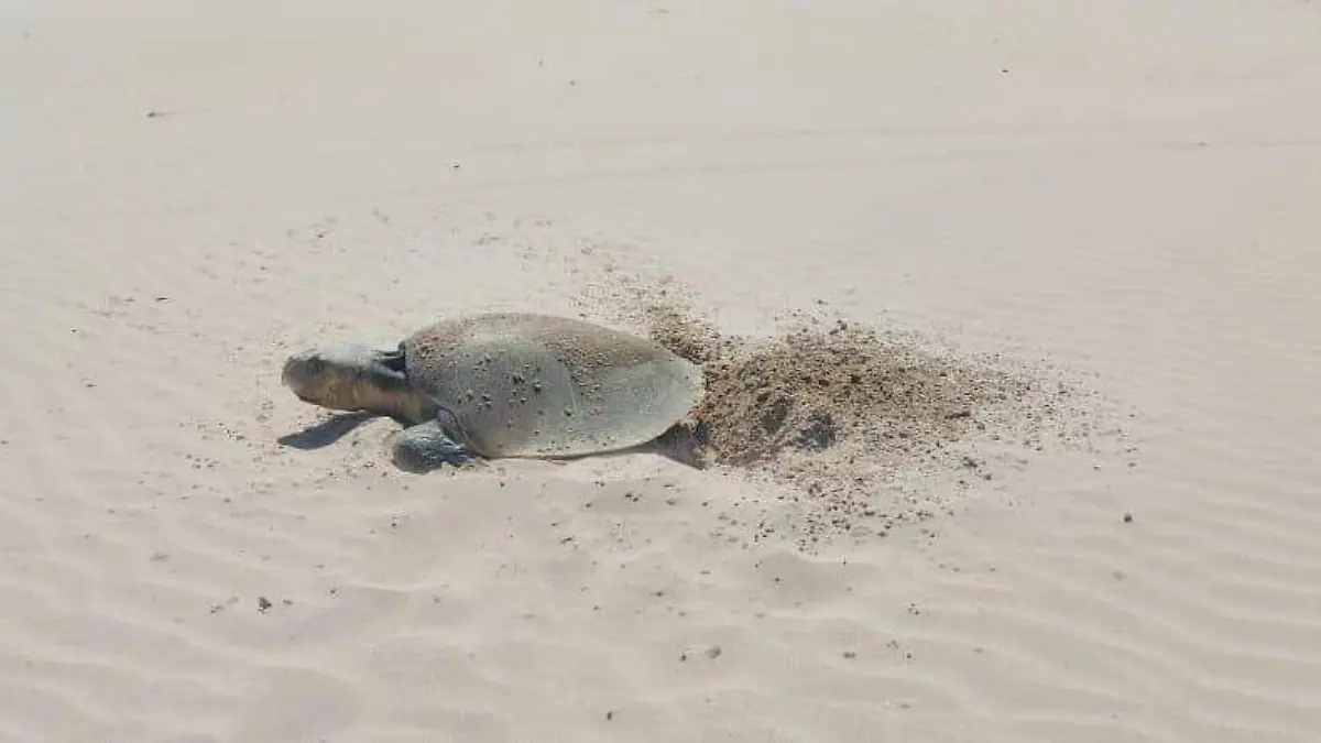 Exhortan a cuidar las tortugas marinas
