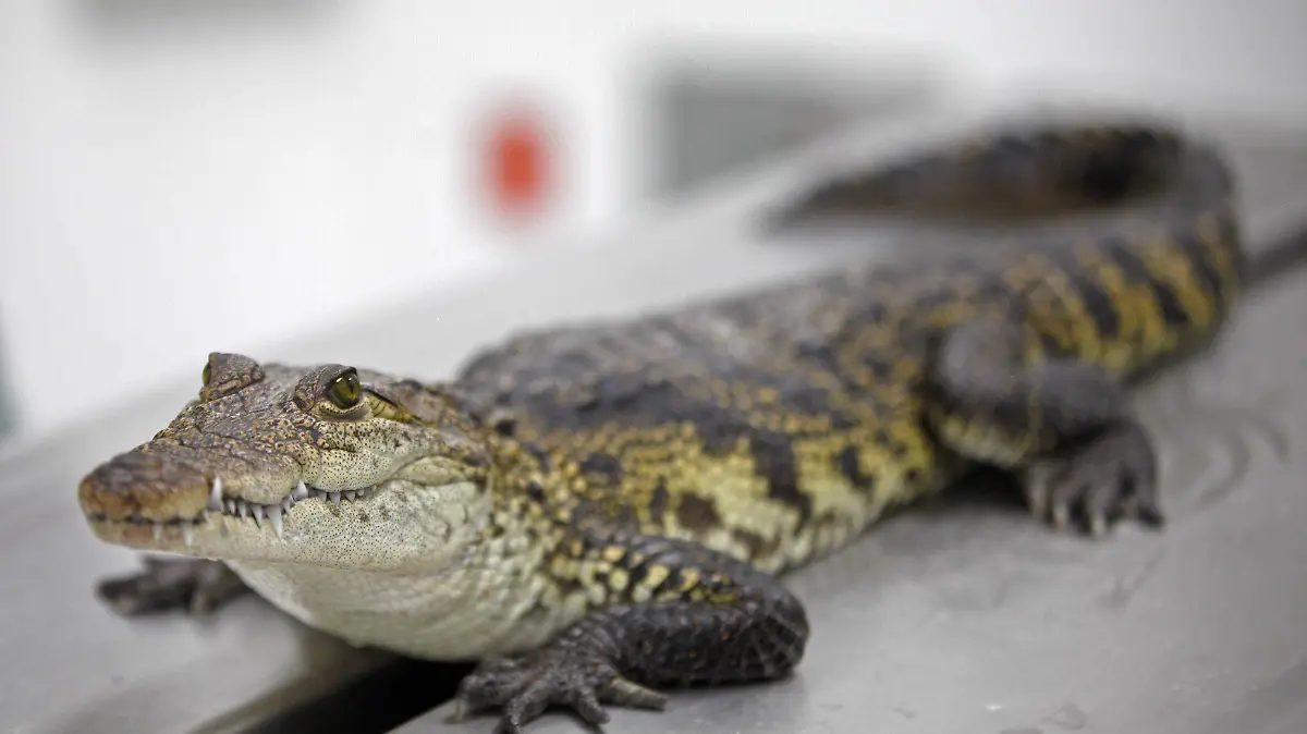 Altamira contará con un refugio por temporada invernal para reptiles