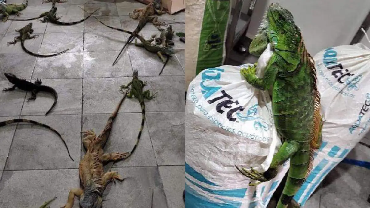 Las llevaron a un albergue animal para salvar a las iguanas