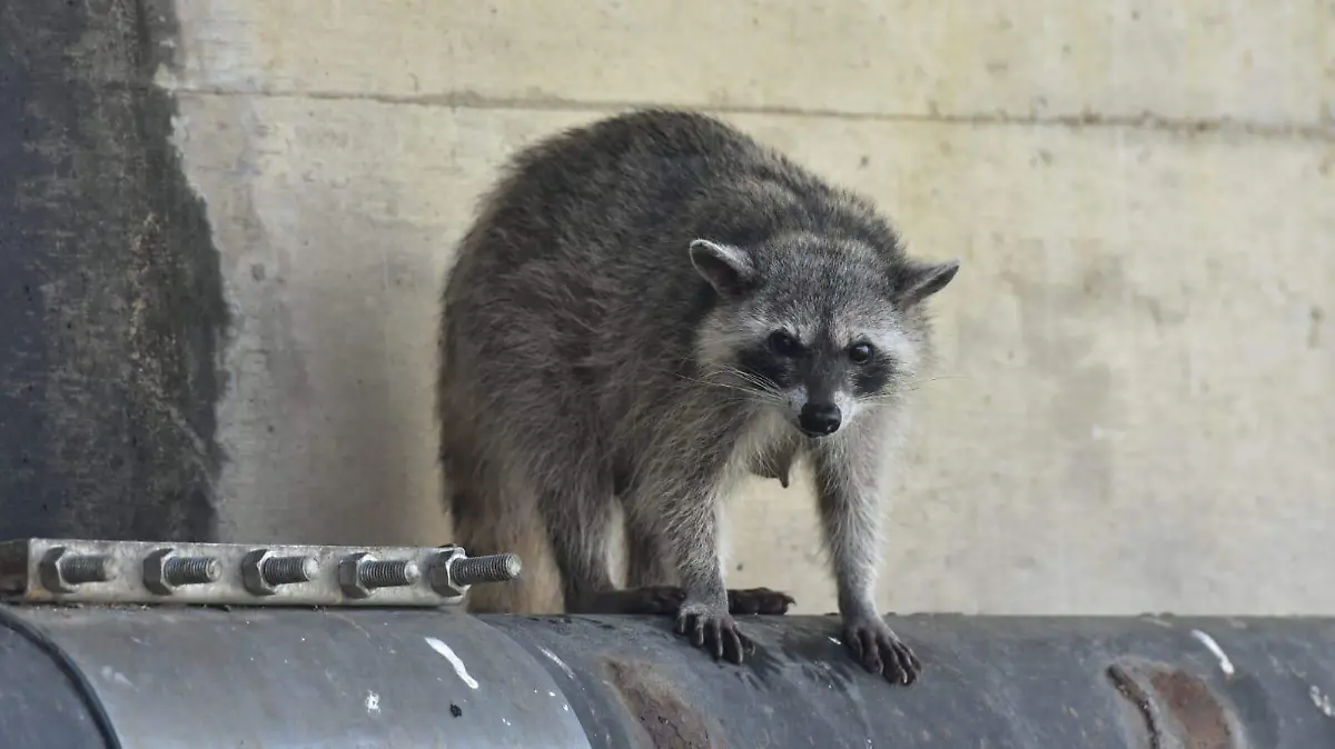 Reportan dos jóvenes son mordidos por mapaches en Tampico, ¡no intentes tocarlos!