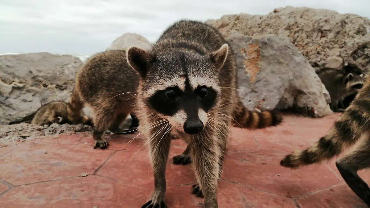 Mapaches de Playa Miramar requieren ayuda, cuidadora enfermó 