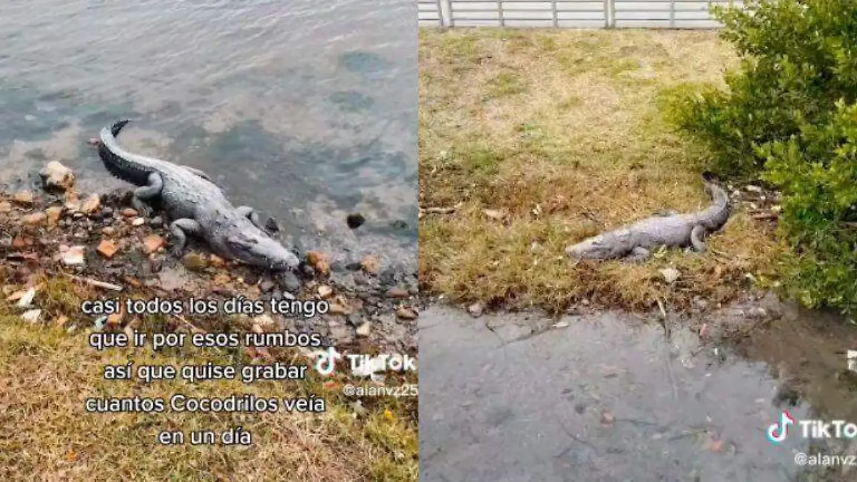 ¿Cuántos cocodrilos puedes ver en la laguna del Carpintero? Tiktoker lo revela
