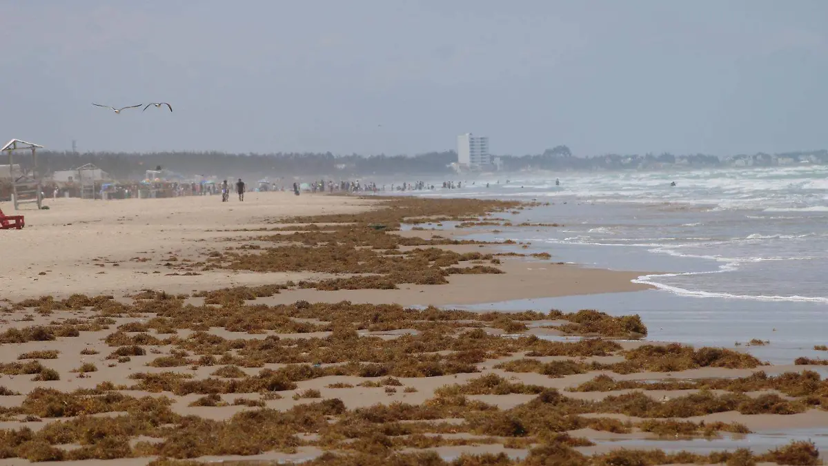 Contaminación afecta la vida marina3