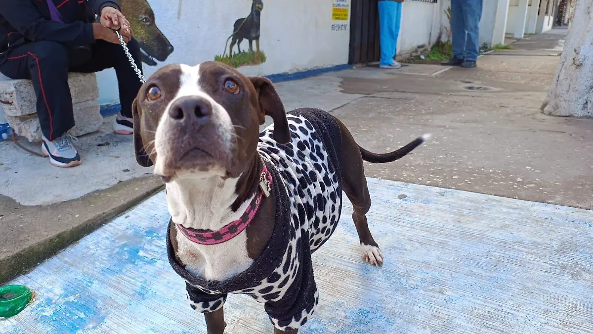 ¿Qué hacer para que mi perro no sufra con la pirotecnia? Su oído es 20 veces más sensible