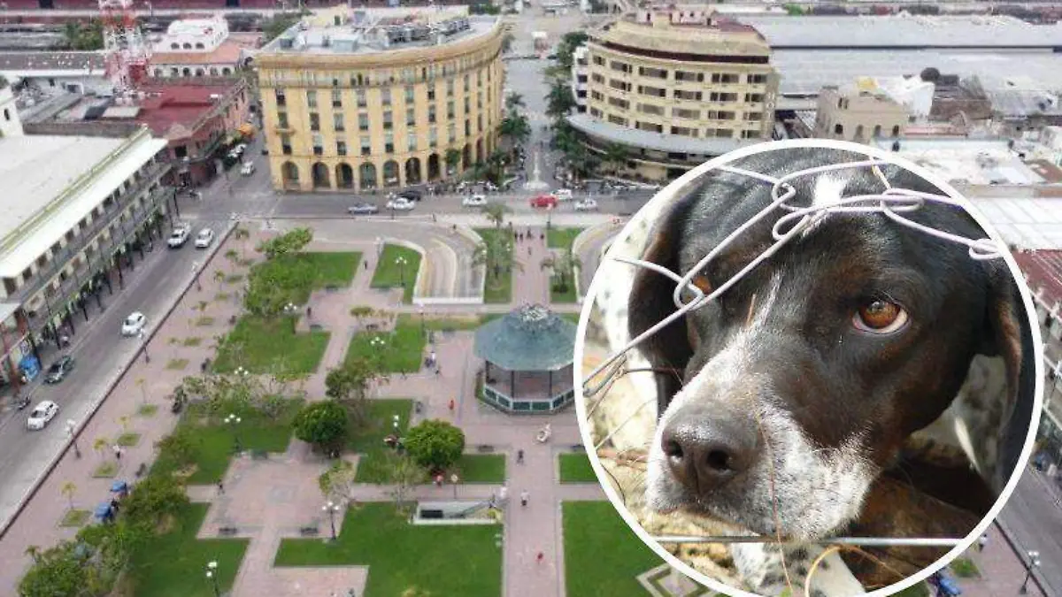 ¿Cómo son las peleas de perros? En Tampico las consideran un delito y esta es la sanción