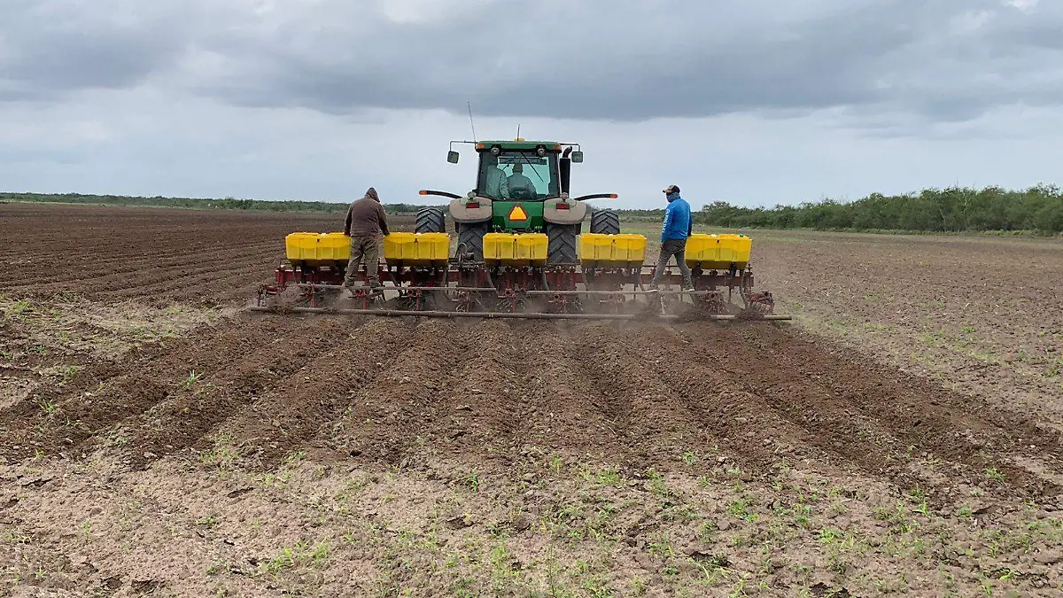 Frío ártico retrasa la siembra en campos de Tamaulipas, ¿de qué eran los cultivos
