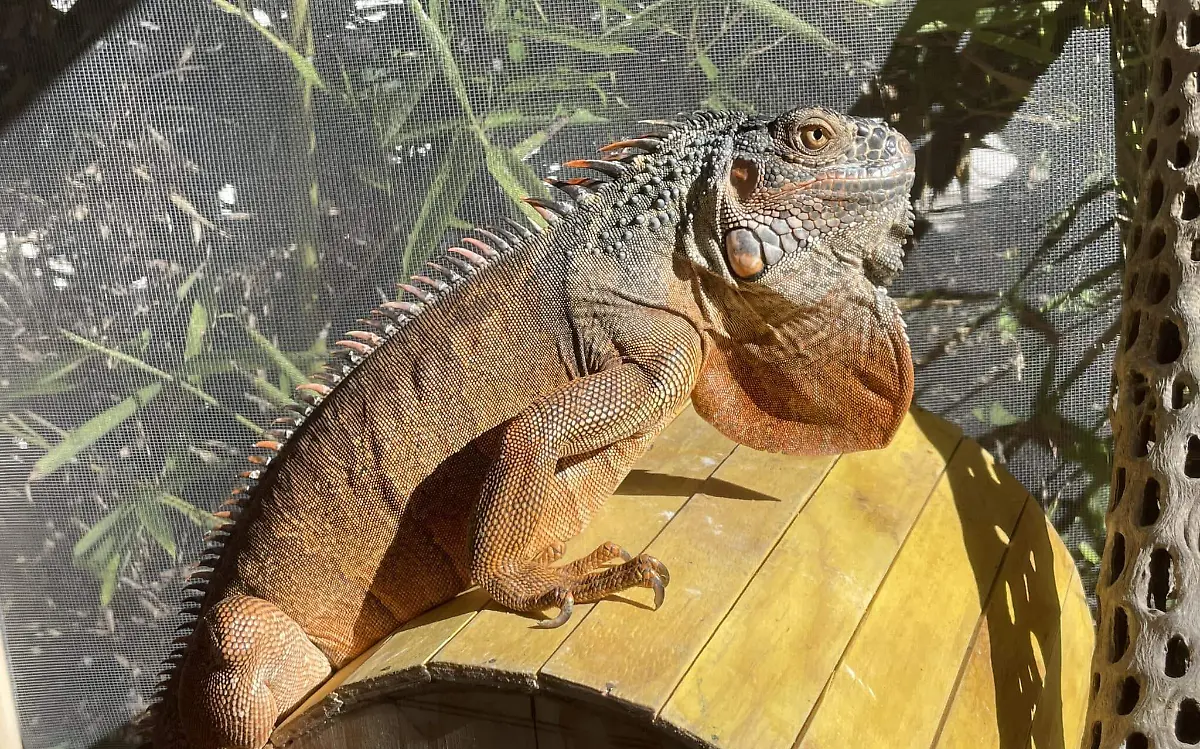 Dueño de iguana extraviada en Tampico ofrece recompensa, “es mi compañero de vida”