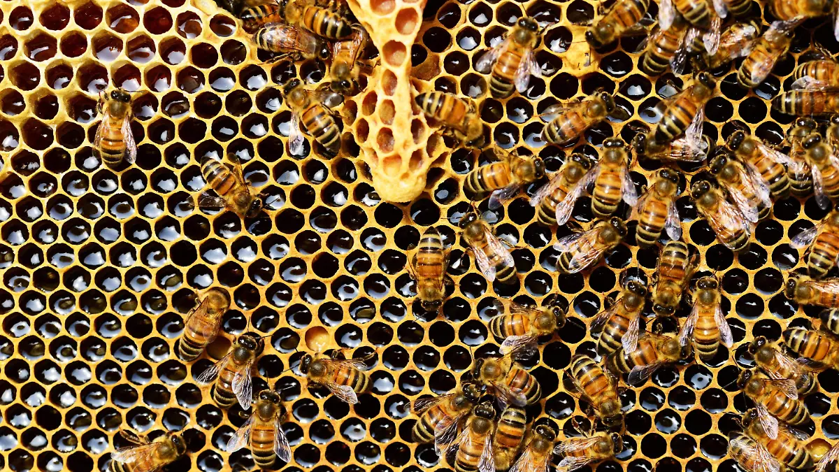 Abejas africanizadas, así recomienda Protección Civil actuar 