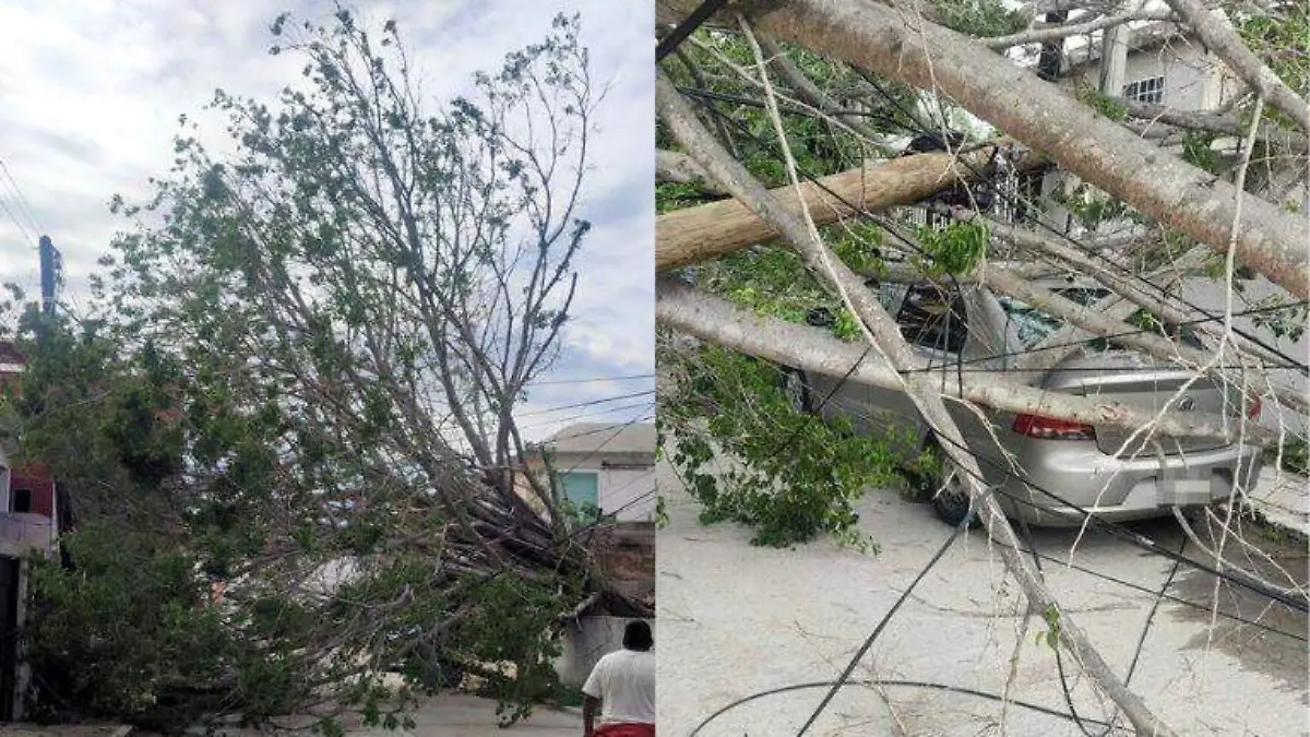 Árbol se vino abajo y causó destrozos en zona norte de Tampico