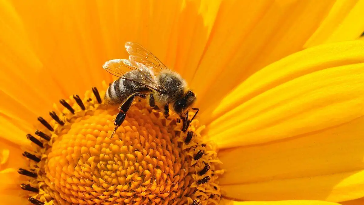 Sequía afecta a las abejas, producían 690 toneladas de miel