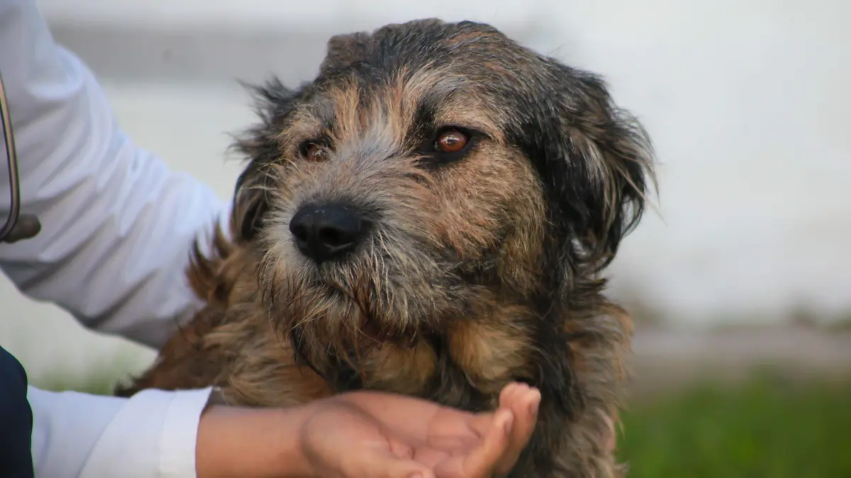 Restaurantes petfriendly en Tampico