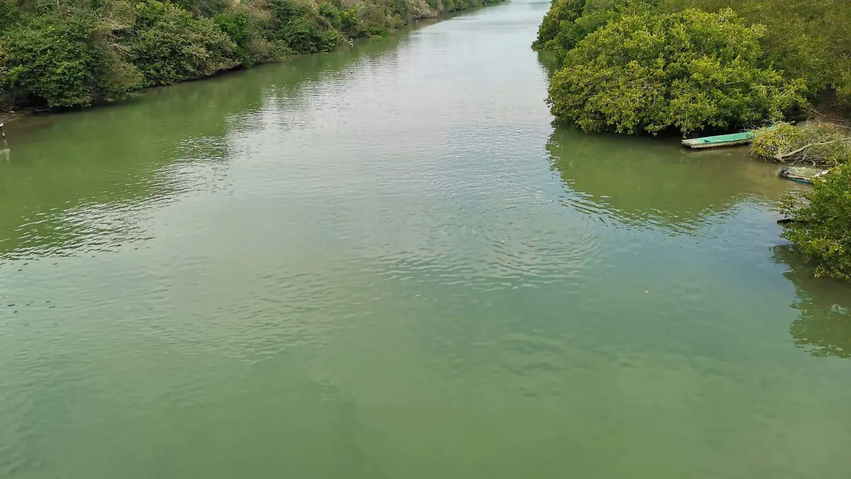 ¿"Migran" del sur de Tamaulipas? Alerta por aumento de cocodrilos en Tampico Alto