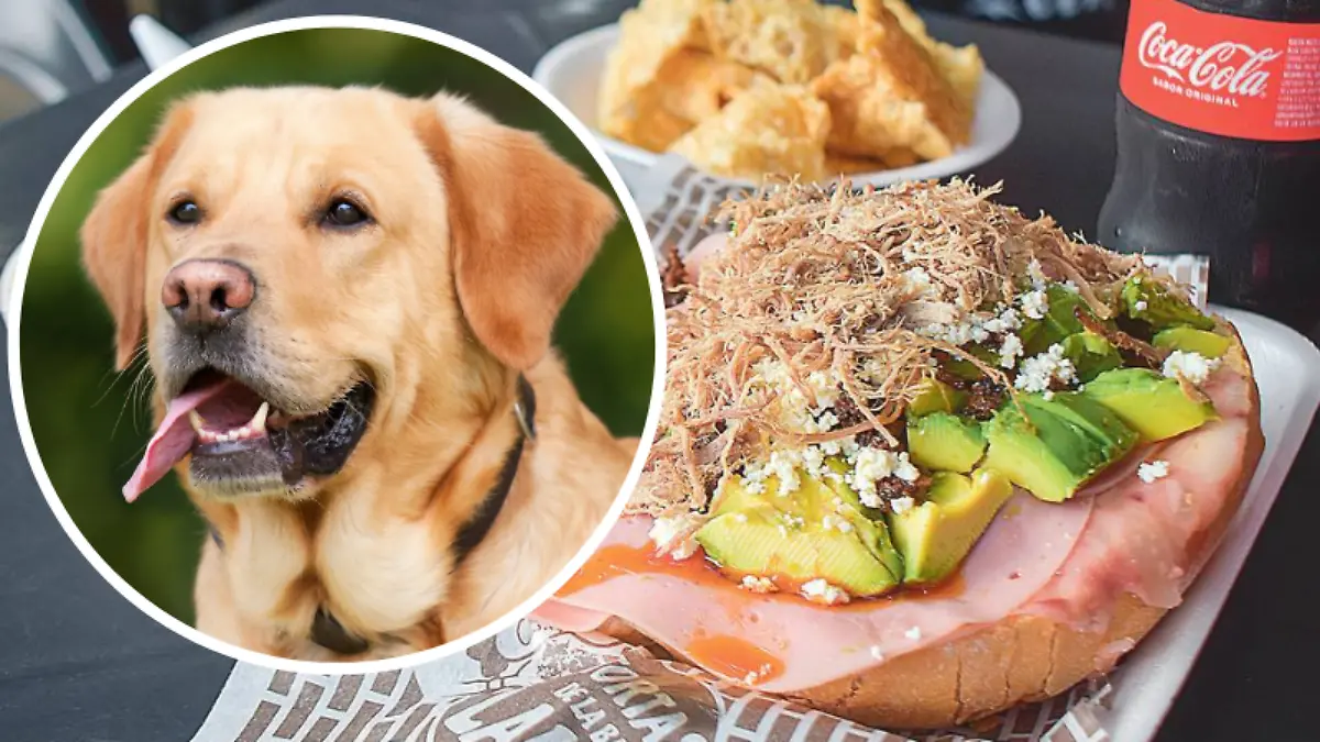 Perrita voltea cuando le gritan “torta de la barda”, ¿es el lomito más tampiqueño?